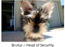Brutus - Head of Security